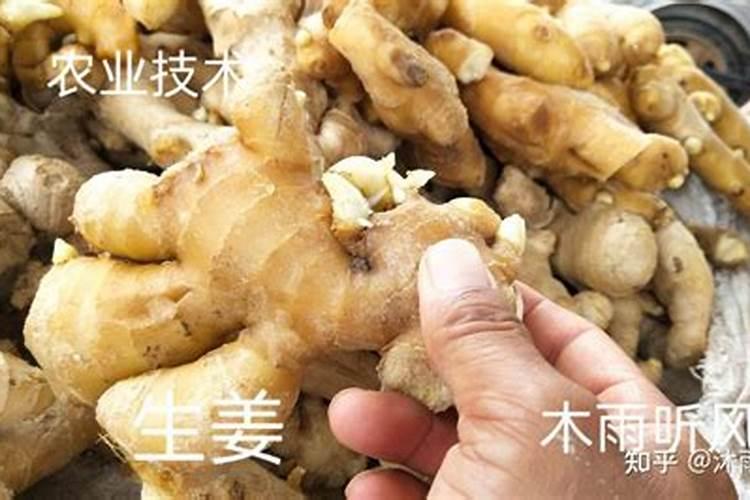 什么时候种植生姜能在春节上市？