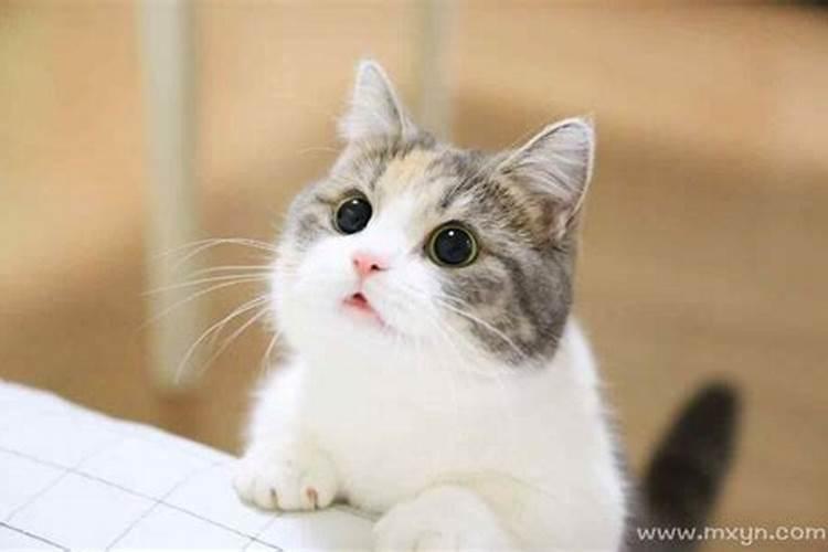 梦见被猫亲是什么意思？