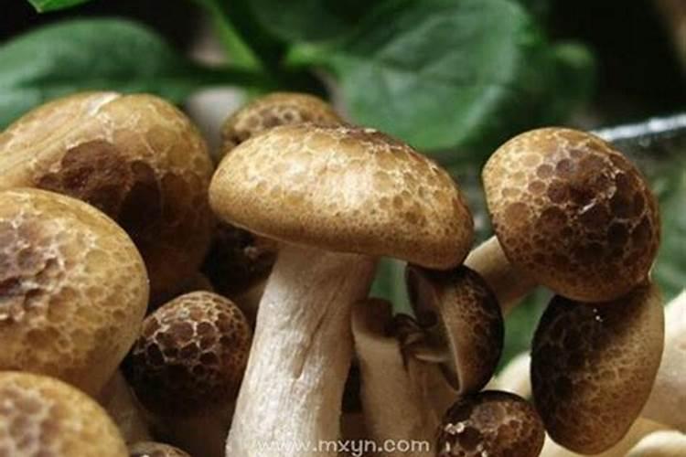 梦到采蘑菇是什么意思啊
