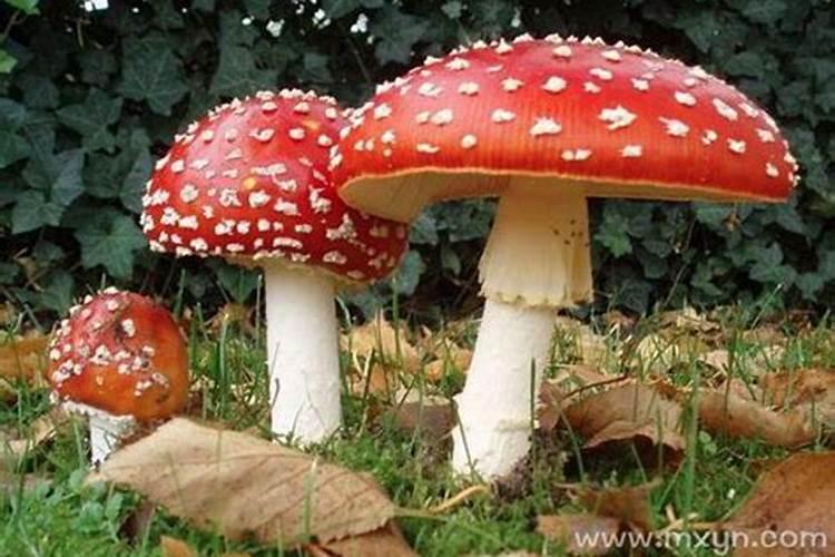 梦到自己采蘑菇是什么意思,梦见自己采了好多蘑菇好不好
