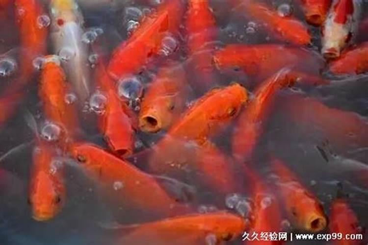 女人梦见死鱼什么预兆