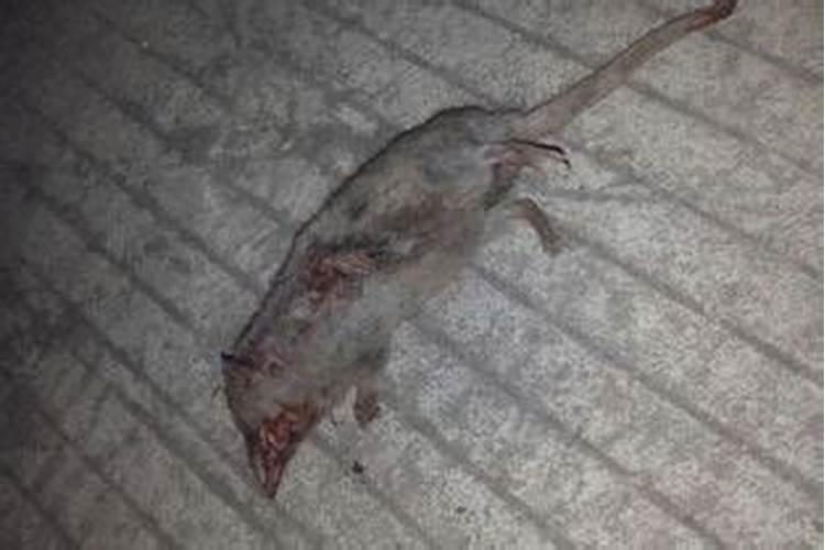 梦见死老鼠又活了