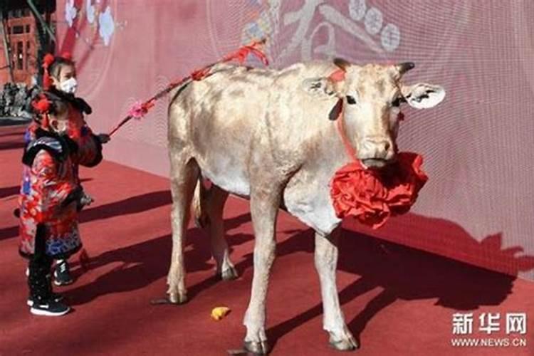 占卜丰欠鞭春牛 为何立春要鞭打春牛