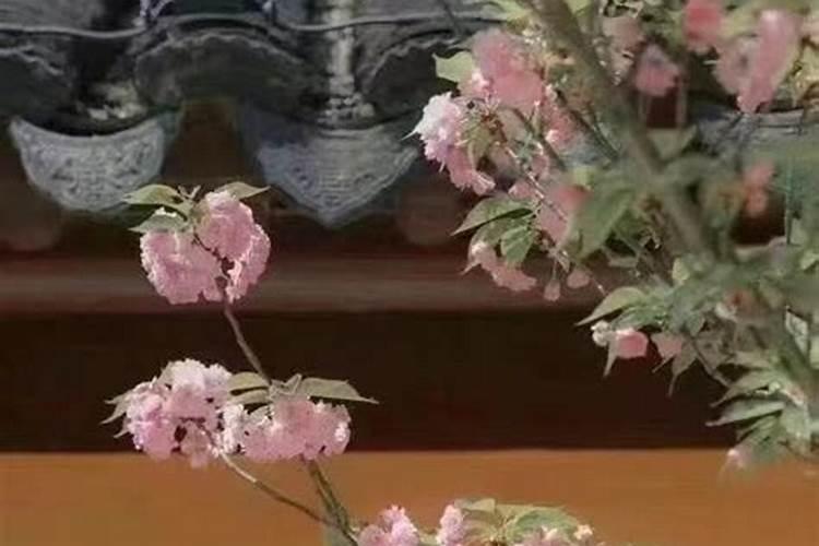 梦见狗丢了什么意思周公解梦