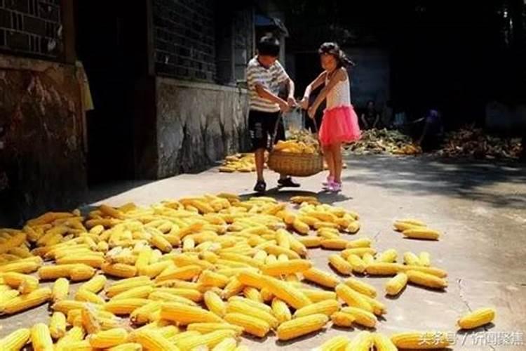 梦见收秋是什么预兆