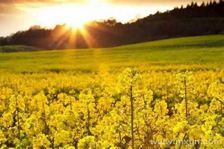2024年属鼠刑太岁要注意什么 生肖鼠在兔年犯太岁化解方法(讲解)百度知...