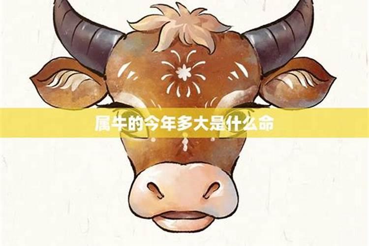 1997属牛2025年运势及运程