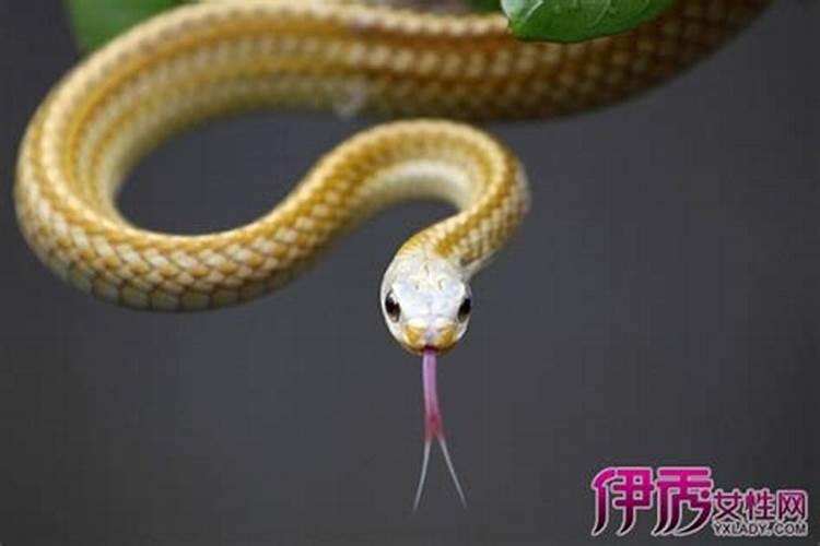 孕早期梦见蛇 怀孕早期梦见蛇是什么征兆