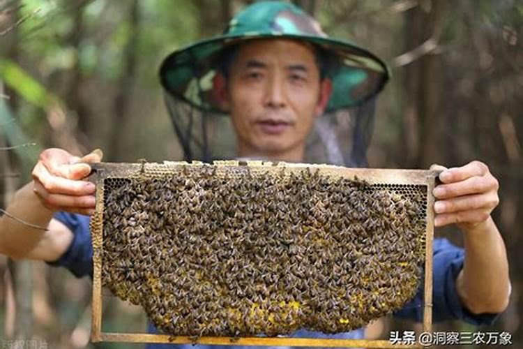 梦见别人养蜂