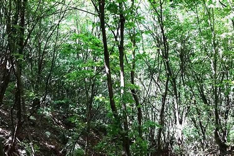 桑柘木命和桑柘木命好吗,桑拓木命是什么意思？桑拓木命好不好
