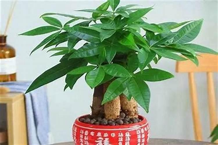 办公桌上放什么绿植好运又旺事业
