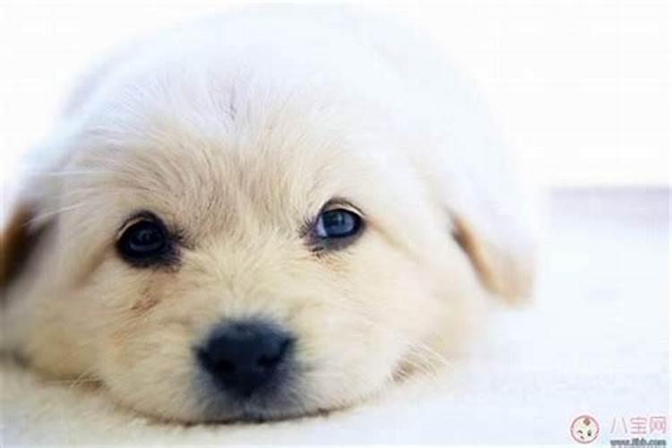 人们常说的犯太岁中的太岁指的是什么？