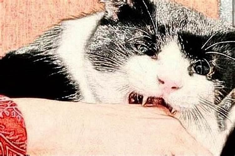 梦见猫咬死猫是什么意思？
