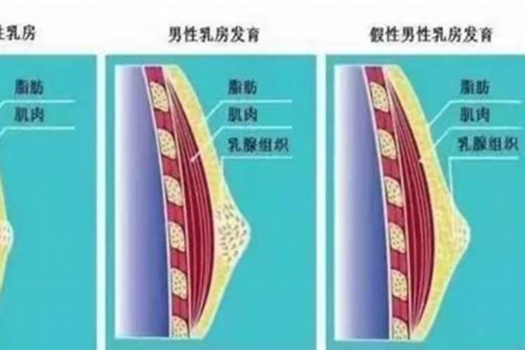 梦见女儿胸部发育