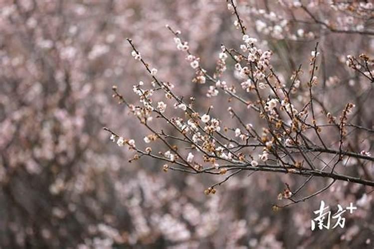 梅花在什么时候开