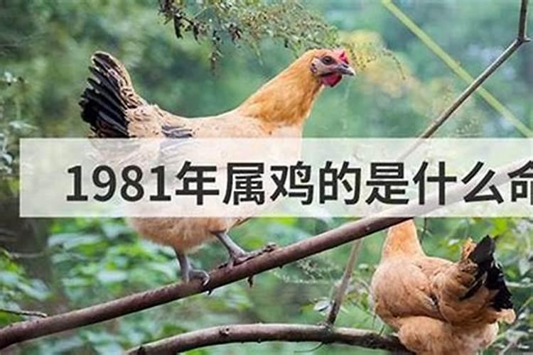 81年的金鸡为何又是木命？