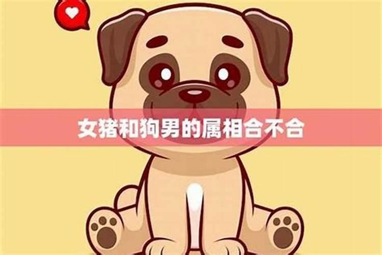 属狗男最佳婚配属相表(属狗男和什么属性最配)