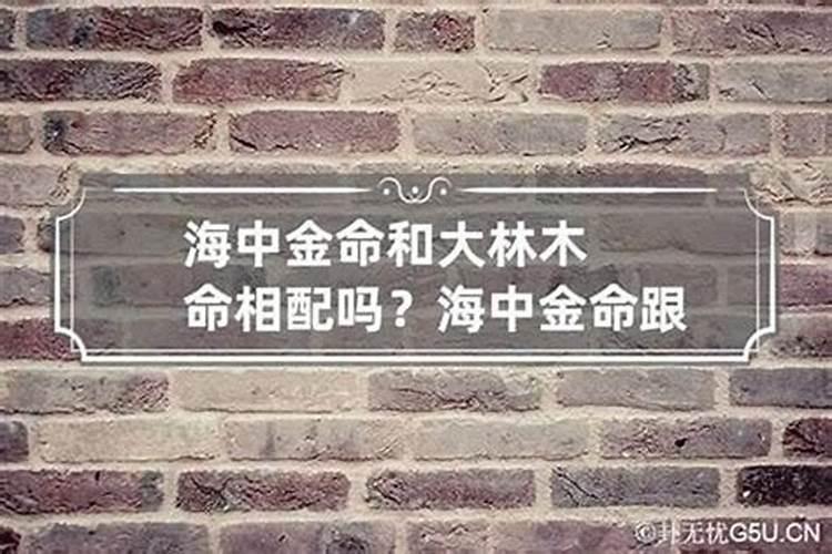 海中金和大林木婚姻相配吗？
