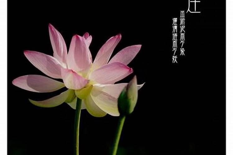 2025属鼠人每月运势及运程如何