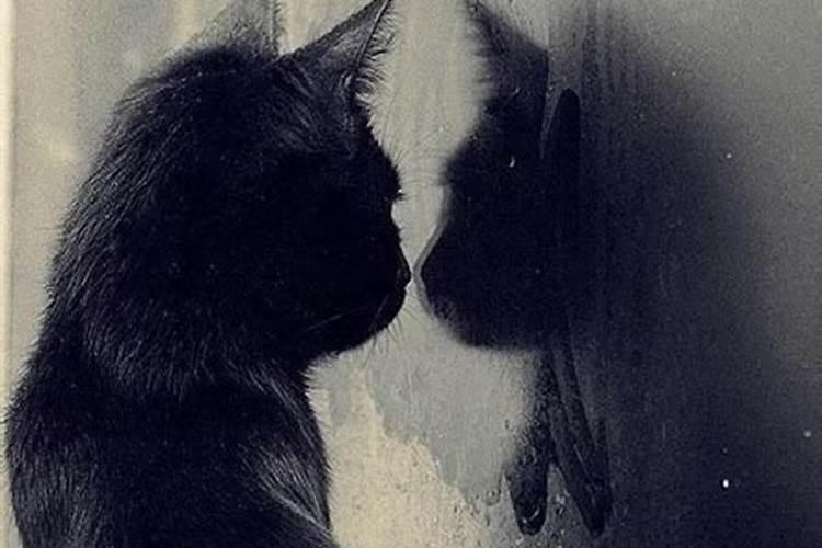 梦见黄色猫的预兆
