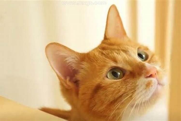 梦见猫咬我然后我把猫杀了的预兆