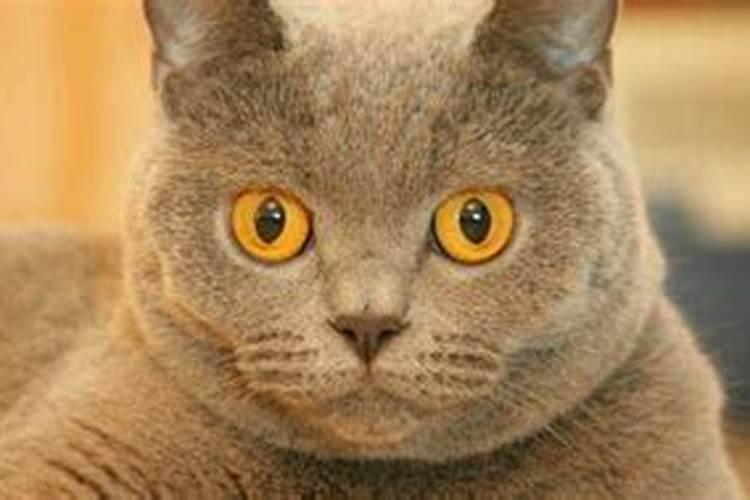 梦见猫攻击我把猫杀了