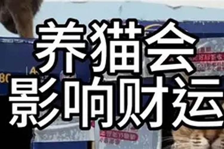 为什么有人养猫后运气反而下降了呢？
