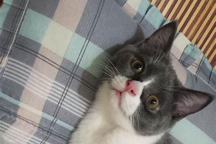 为什么养猫后运气越来越差