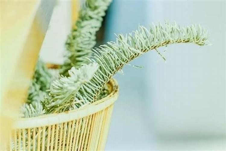 丙火日元最厉害的格局