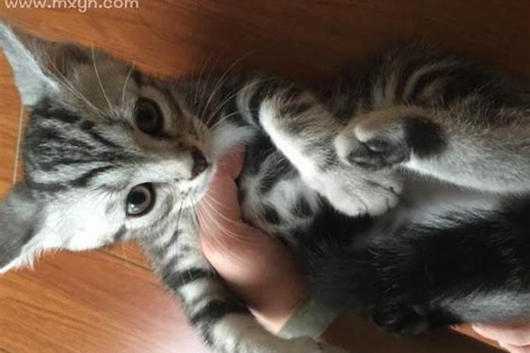 梦见猫咬我,我就把猫一丢就丢下楼摔死了,