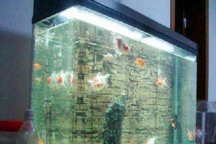 办公室养鱼有哪些风水讲究 办公室养鱼的风水讲究有什么呢
