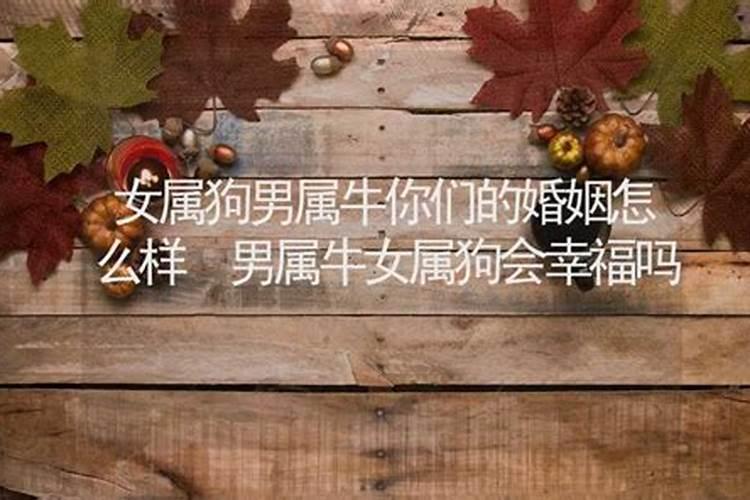 牛男狗女婚姻是否相配