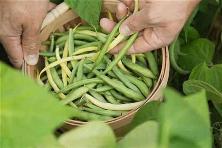 属牛腊月出生命运如何