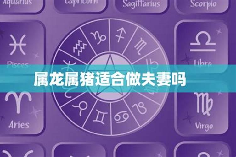 属龙和属猪的合得来吗