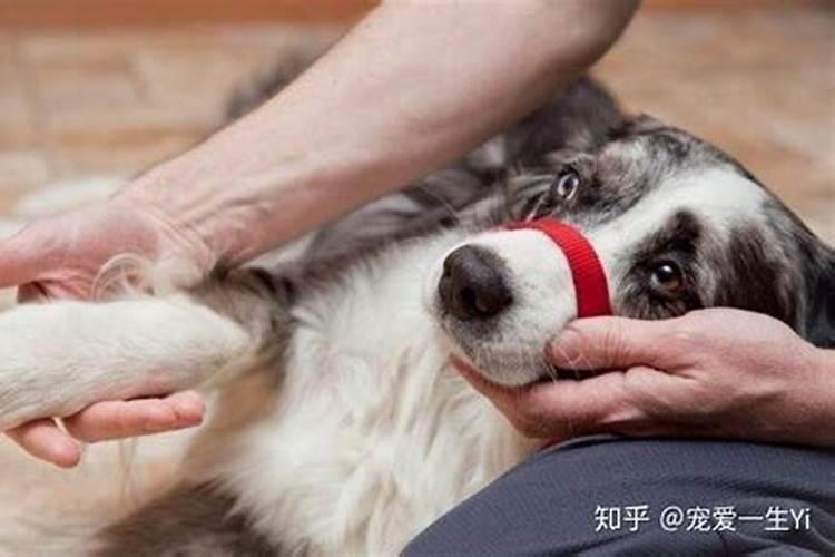 梦见狗受伤身上有血的预兆