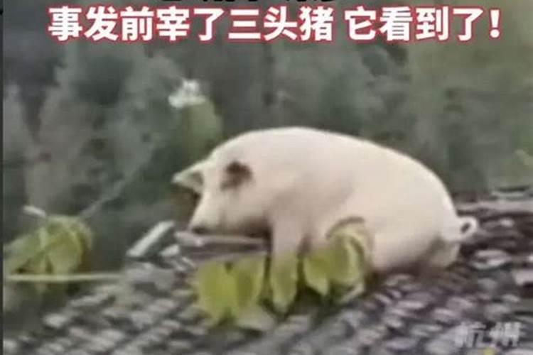 小年供品猪头朝哪个方向好 扫尘寓意欣欣向荣今日头条
