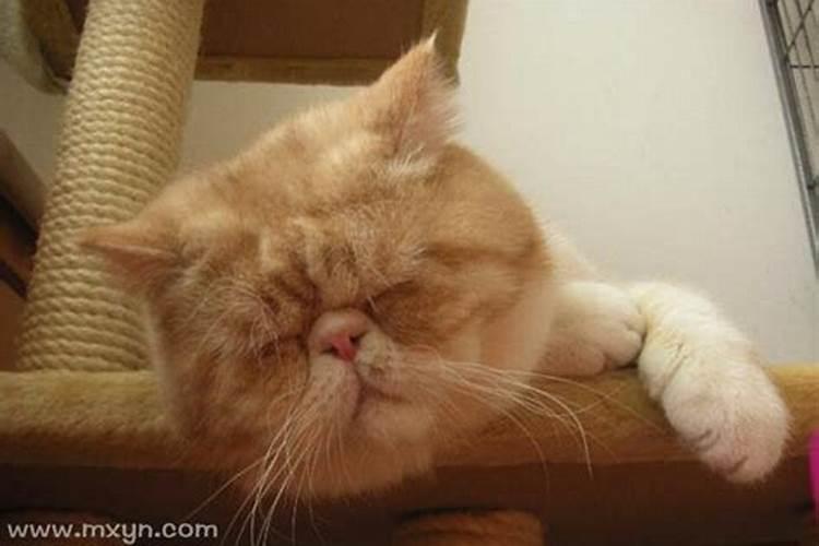 梦见猫是什么预兆周公解梦
