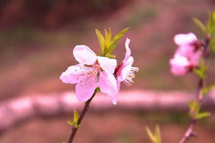 老公命中犯桃花怎么办