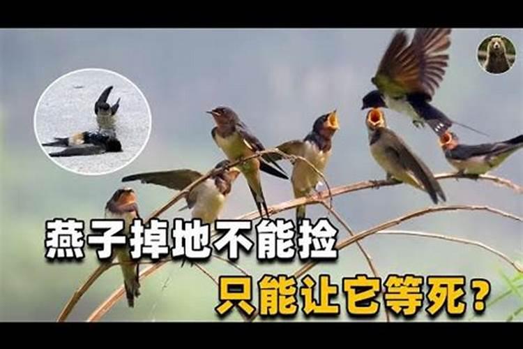 为什么说燕子李三的死是一个朝代的灭亡