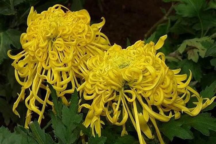 重阳节插茱萸是为了什么？