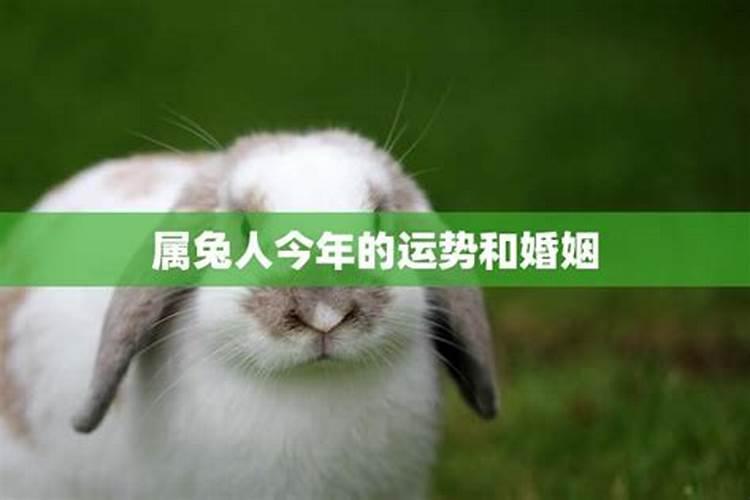 1975兔人2024年全年运程怎样