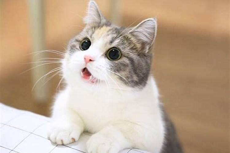 女人梦见猫是胎梦吗,备孕梦到猫是不是胎梦