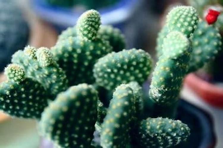 鼠尾仙人掌放哪旺财 招财手仙人掌放家里什么位置好