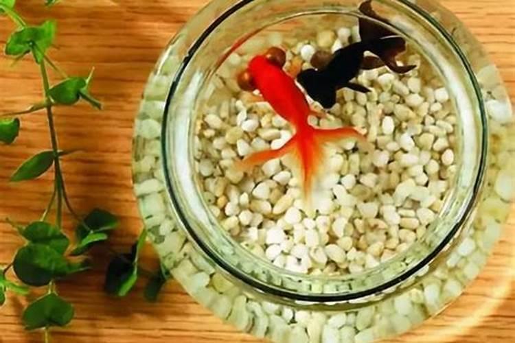 养鱼有哪些风水讲究？