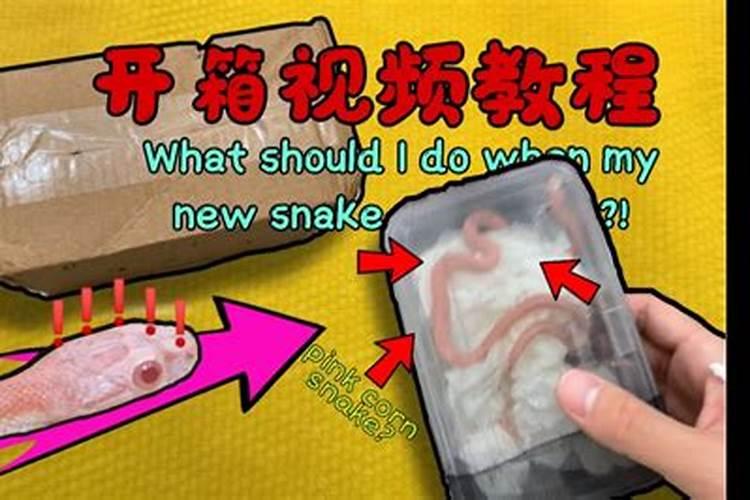 家里出现小蛇意味着什么预兆