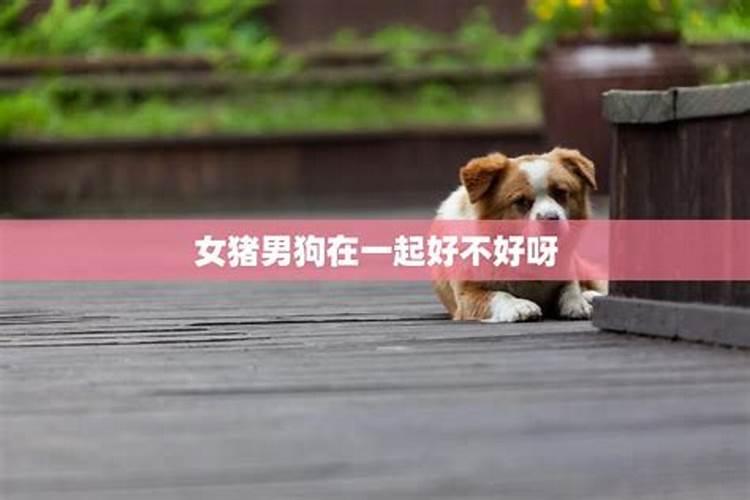 合八字:属狗的女人和属猪男配吗 能白头到老吗