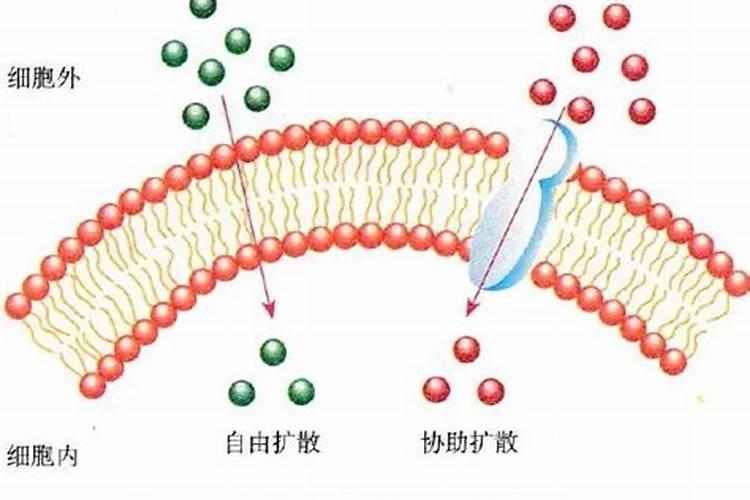 物质转运有几种？各有什么特点？