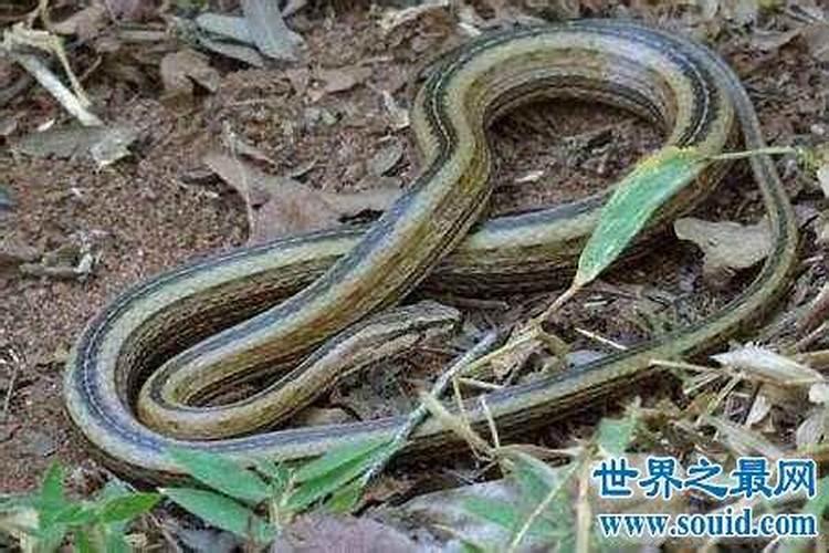 梦见巨蛇追着自己跑的预兆