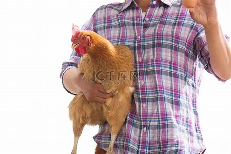 梦见爸爸送我一只公鸡的预兆