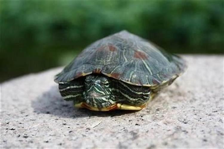 梦见很大的乌龟